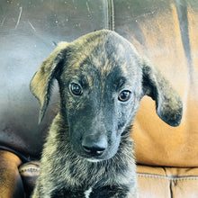 Load image into Gallery viewer, Blue - Blue Heeler