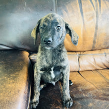 Load image into Gallery viewer, Blue - Blue Heeler