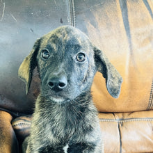 Load image into Gallery viewer, Blue - Blue Heeler