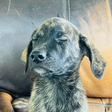 Load image into Gallery viewer, Blue - Blue Heeler