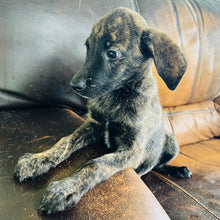 Load image into Gallery viewer, Blue - Blue Heeler