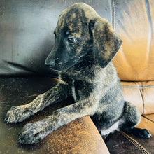 Load image into Gallery viewer, Blue - Blue Heeler