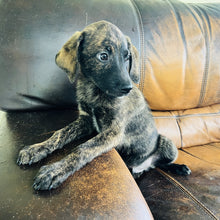 Load image into Gallery viewer, Blue - Blue Heeler