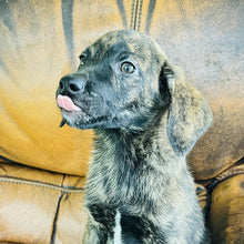 Load image into Gallery viewer, Blue - Blue Heeler