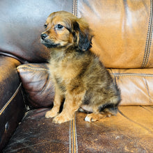 Load image into Gallery viewer, Brownie - Mini Aussiedoodle