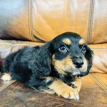 Load image into Gallery viewer, Button found a home - Mini Aussiedoodle