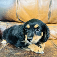Load image into Gallery viewer, Button found a home - Mini Aussiedoodle