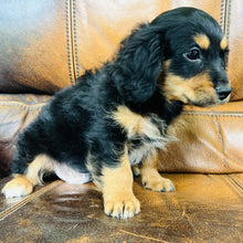 Load image into Gallery viewer, Button found a home - Mini Aussiedoodle