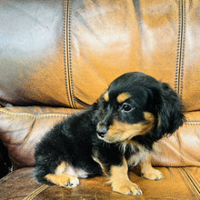 Load image into Gallery viewer, Button found a home - Mini Aussiedoodle