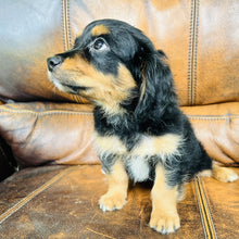 Load image into Gallery viewer, Button found a home - Mini Aussiedoodle