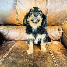 Load image into Gallery viewer, Button found a home - Mini Aussiedoodle