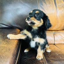Load image into Gallery viewer, Button found a home - Mini Aussiedoodle