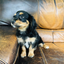 Load image into Gallery viewer, Button found a home - Mini Aussiedoodle