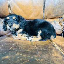 Load image into Gallery viewer, Button found a home - Mini Aussiedoodle