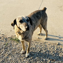 Load image into Gallery viewer, Blue - Blue Heeler