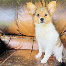 Load image into Gallery viewer, Amber - Papillon
