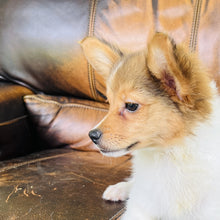 Load image into Gallery viewer, Amber - Papillon

