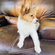 Load image into Gallery viewer, Amber - Papillon
