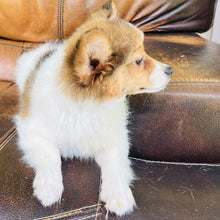 Load image into Gallery viewer, Amber - Papillon

