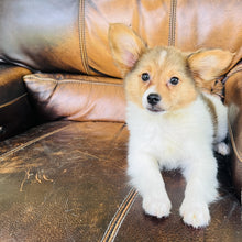 Load image into Gallery viewer, Amber - Papillon
