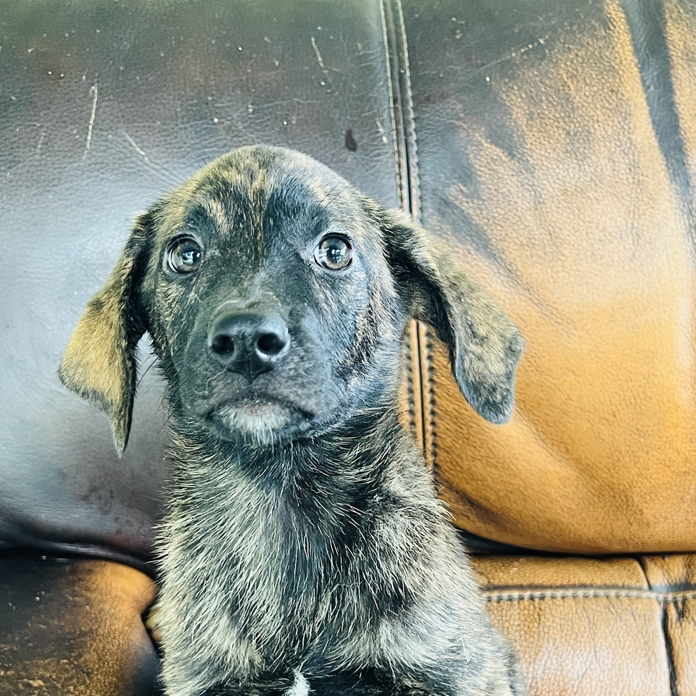 Blue - Blue Heeler