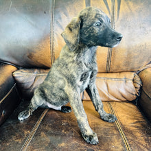 Load image into Gallery viewer, Blue - Blue Heeler
