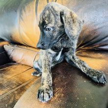 Load image into Gallery viewer, Blue - Blue Heeler
