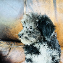 Load image into Gallery viewer, Cindy - Mini Aussiedoodle

