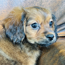 Load image into Gallery viewer, Brownie - Mini Aussiedoodle
