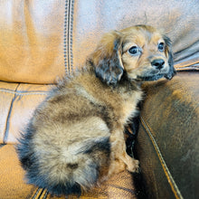 Load image into Gallery viewer, Brownie - Mini Aussiedoodle
