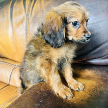 Load image into Gallery viewer, Brownie - Mini Aussiedoodle
