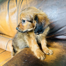 Load image into Gallery viewer, Brownie - Mini Aussiedoodle
