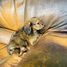 Load image into Gallery viewer, Brownie - Mini Aussiedoodle

