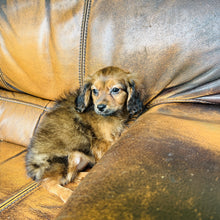 Load image into Gallery viewer, Brownie - Mini Aussiedoodle
