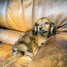 Load image into Gallery viewer, Brownie - Mini Aussiedoodle
