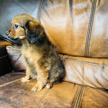 Load image into Gallery viewer, Brownie - Mini Aussiedoodle

