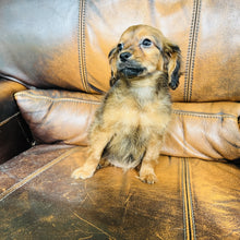 Load image into Gallery viewer, Brownie - Mini Aussiedoodle
