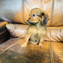 Load image into Gallery viewer, Brownie - Mini Aussiedoodle
