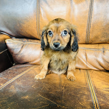 Load image into Gallery viewer, Brownie - Mini Aussiedoodle
