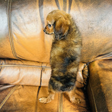 Load image into Gallery viewer, Brownie - Mini Aussiedoodle
