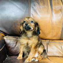 Load image into Gallery viewer, Brownie - Mini Aussiedoodle
