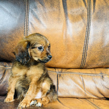 Load image into Gallery viewer, Brownie - Mini Aussiedoodle
