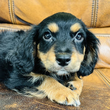 Load image into Gallery viewer, Button - Mini Aussiedoodle
