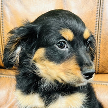 Load image into Gallery viewer, Button - Mini Aussiedoodle
