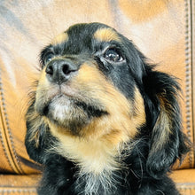 Load image into Gallery viewer, Button - Mini Aussiedoodle
