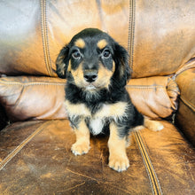 Load image into Gallery viewer, Button - Mini Aussiedoodle
