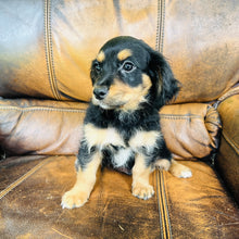 Load image into Gallery viewer, Button - Mini Aussiedoodle
