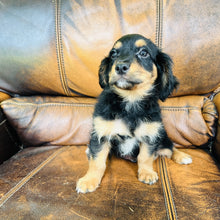 Load image into Gallery viewer, Button - Mini Aussiedoodle
