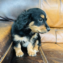 Load image into Gallery viewer, Button - Mini Aussiedoodle
