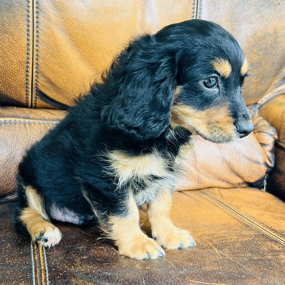 Button - Mini Aussiedoodle